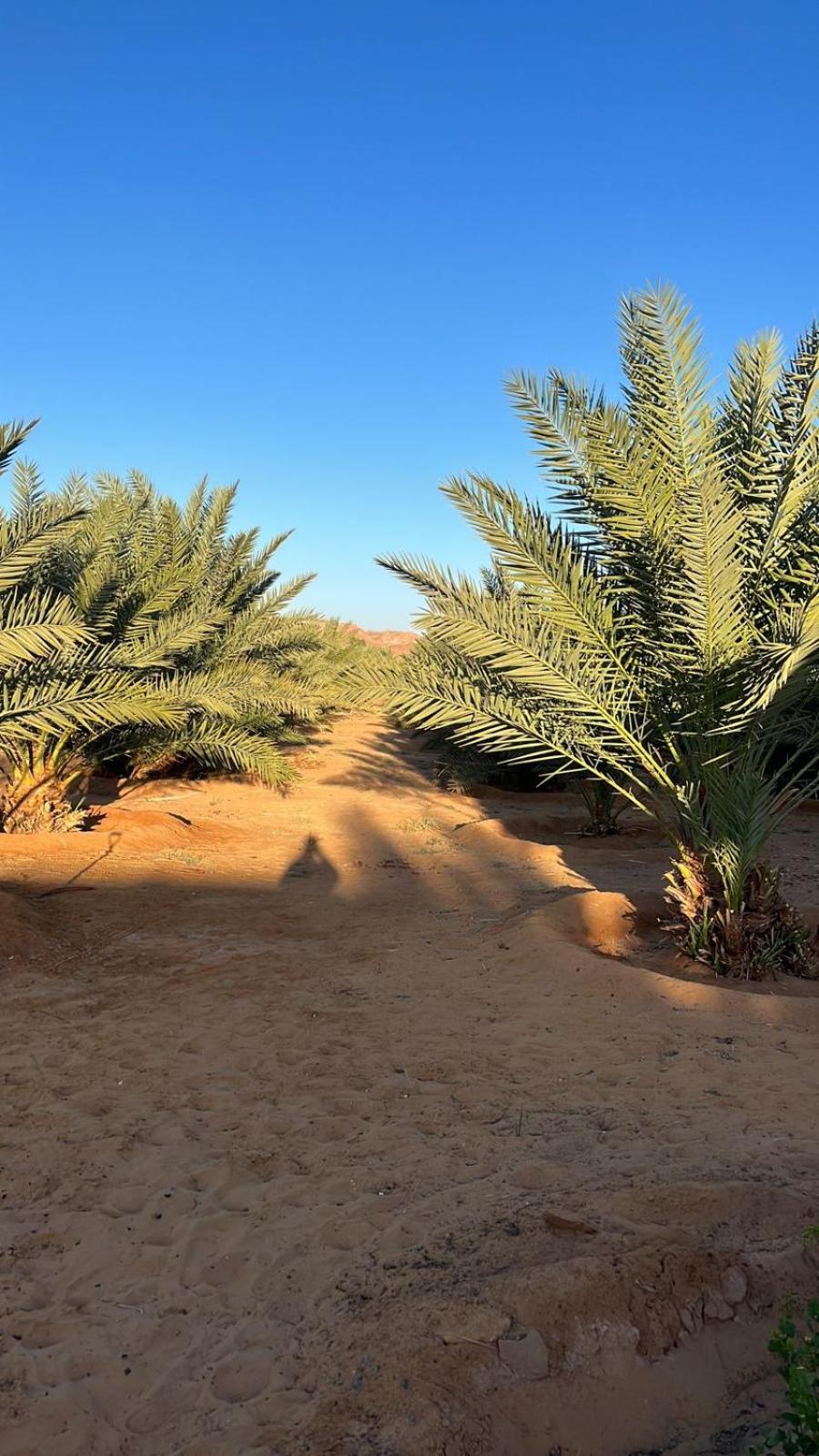 منتجع إستكنان The Quite 2 Lägenhet Al-'Ula Exteriör bild